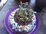 Recycle Flower pot