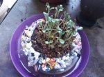 Flower Pot